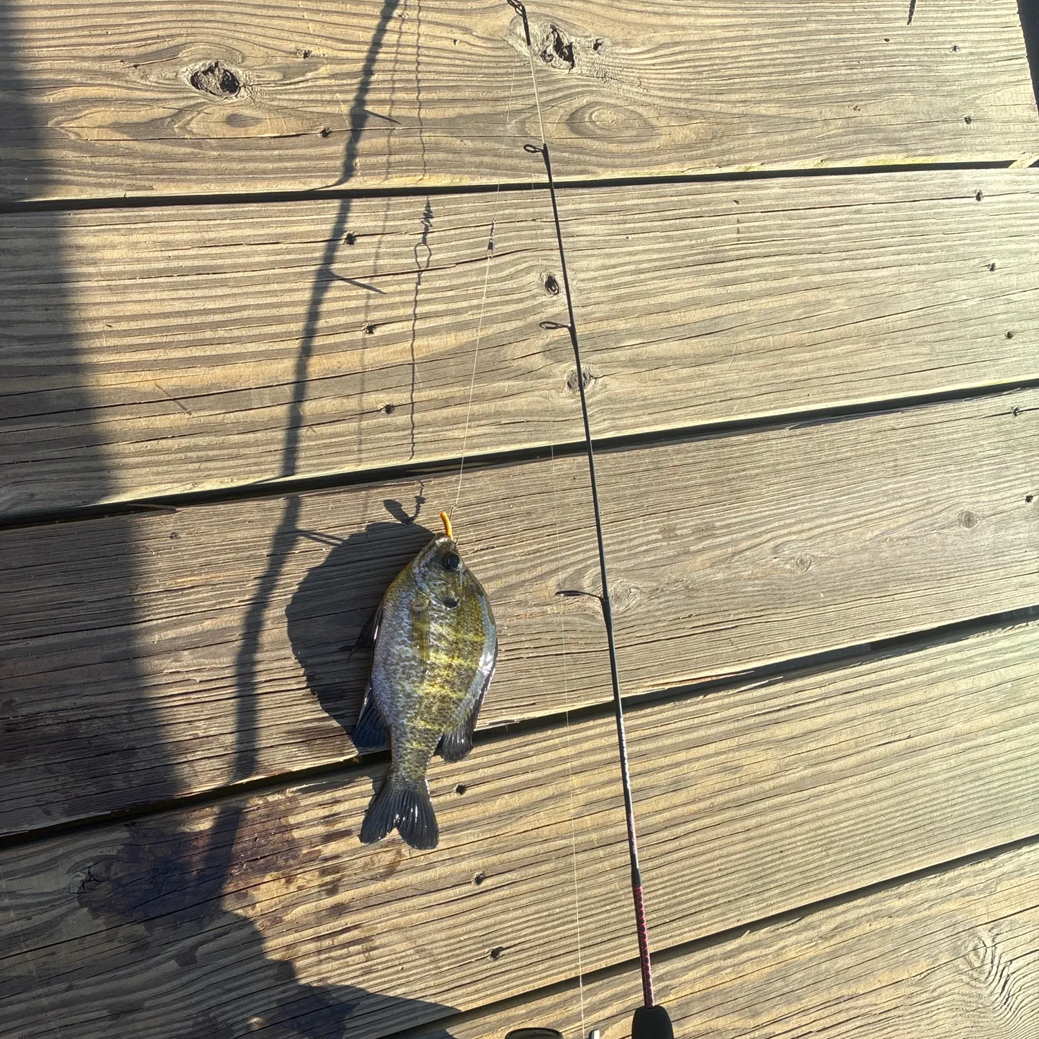 Bluegill caught on Fishbrain