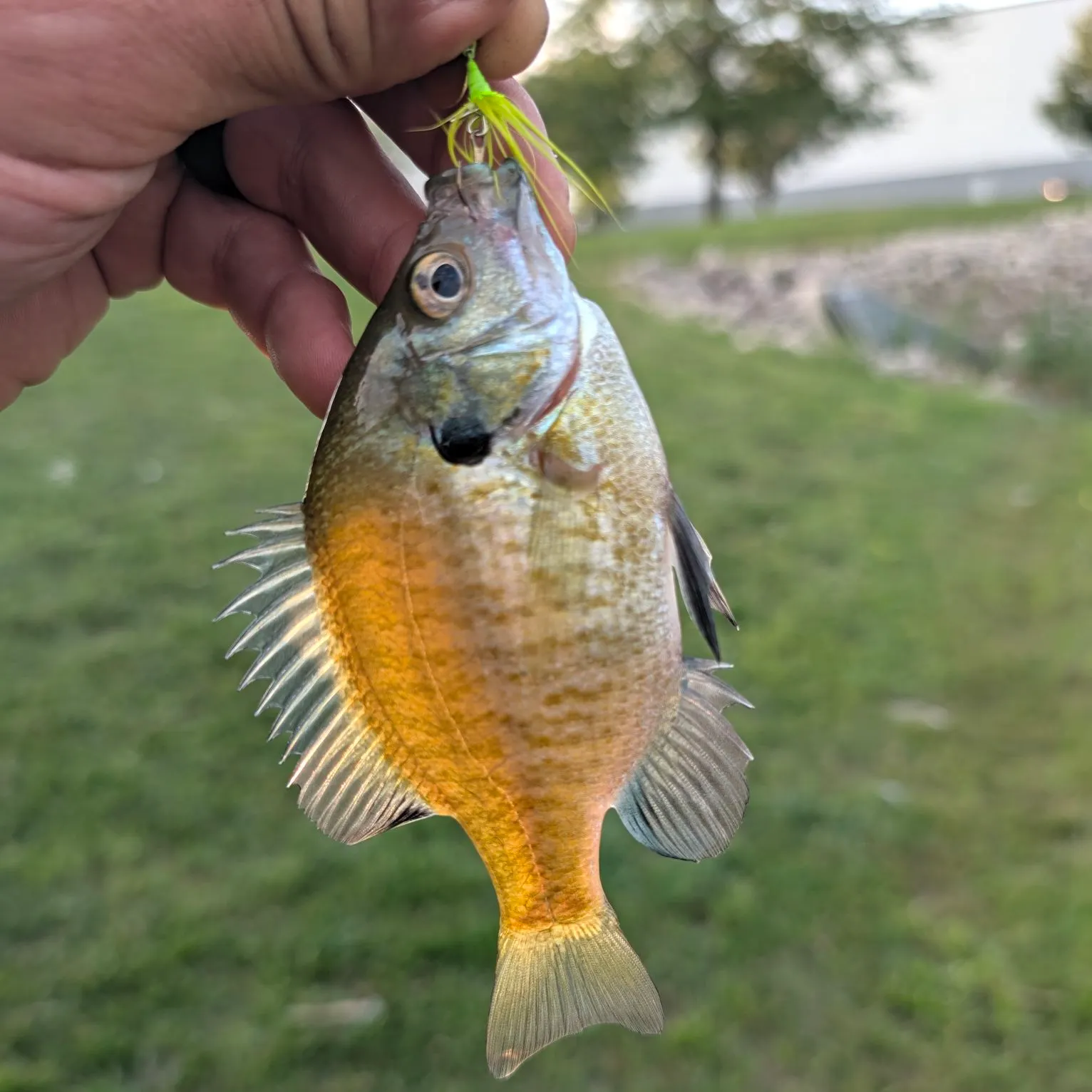 Bluegill caught on Fishbrain