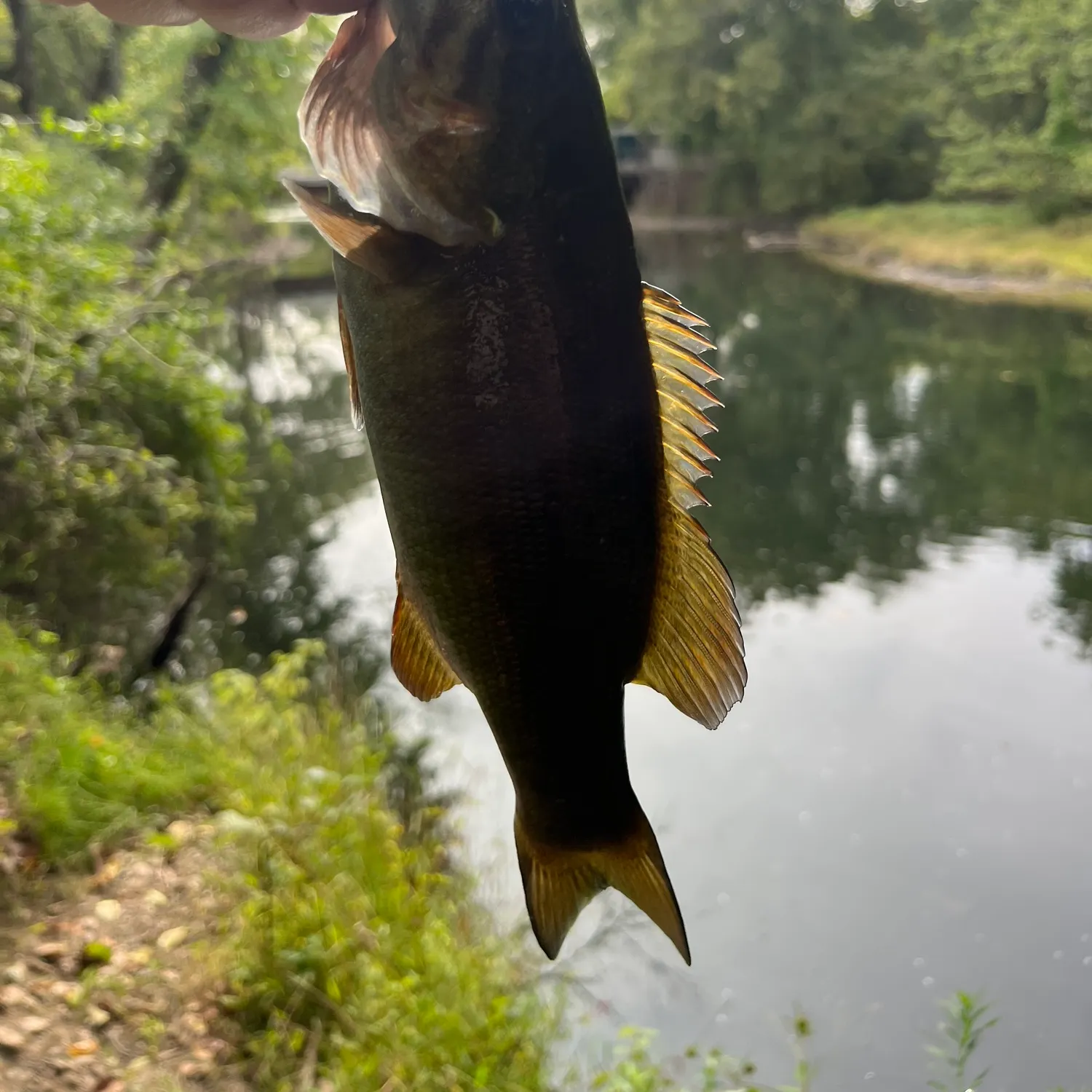 Smallmouth bass caught on Fishbrain
