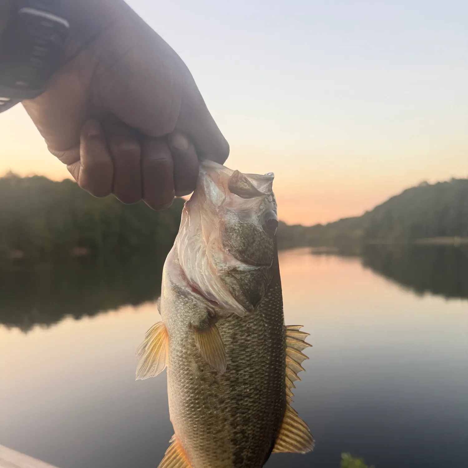 Largemouth bass caught on Fishbrain