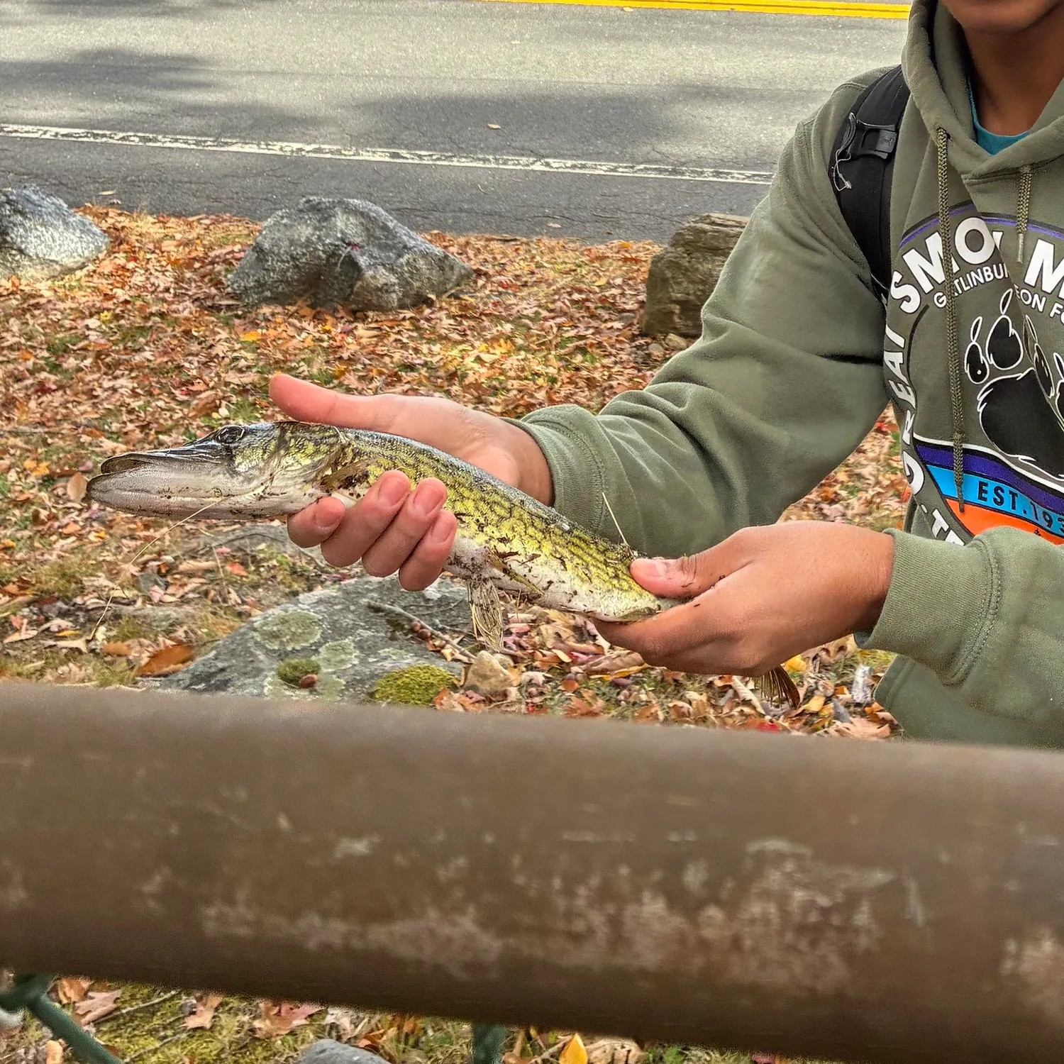 Chain pickerel caught on Fishbrain