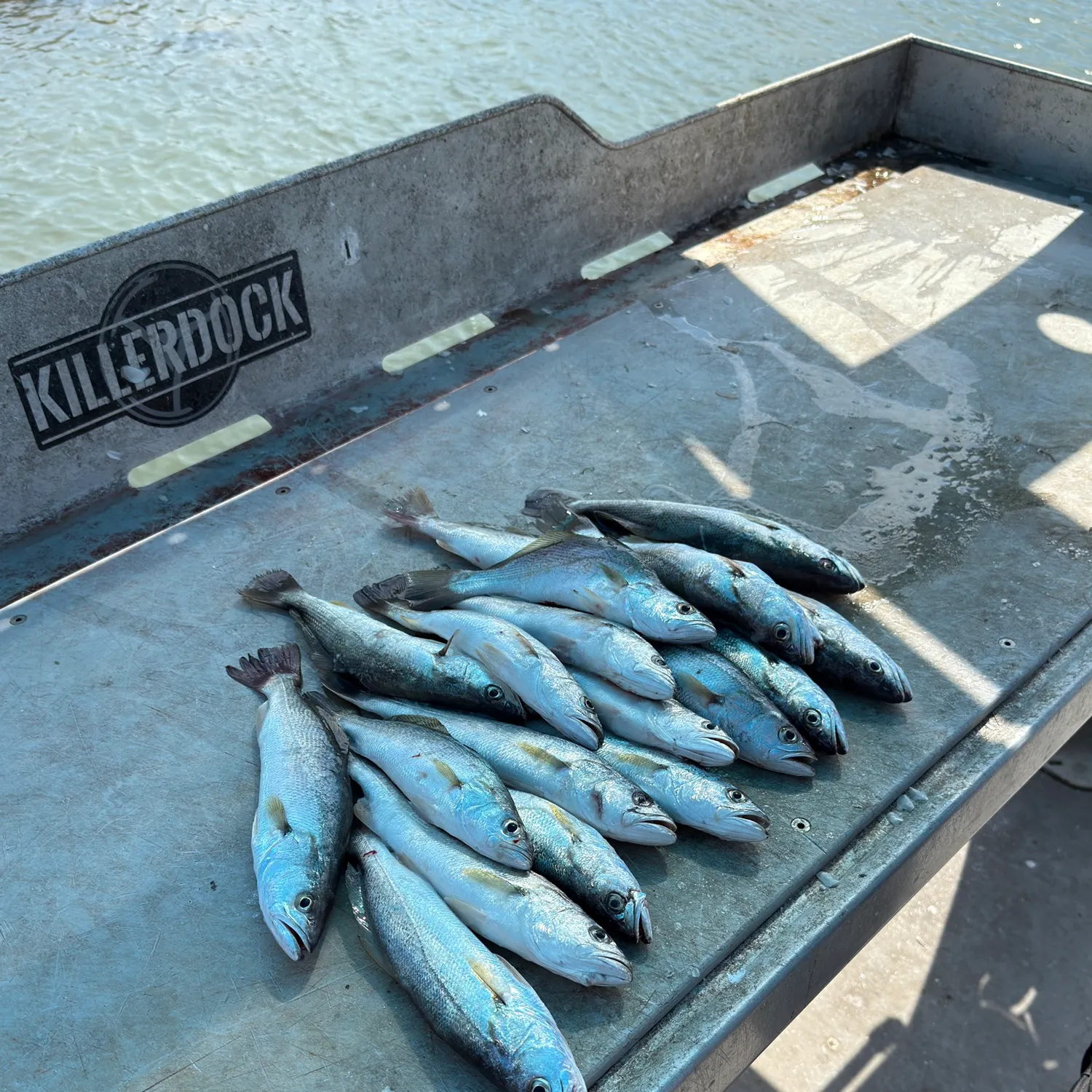 Sand seatrout caught on Fishbrain