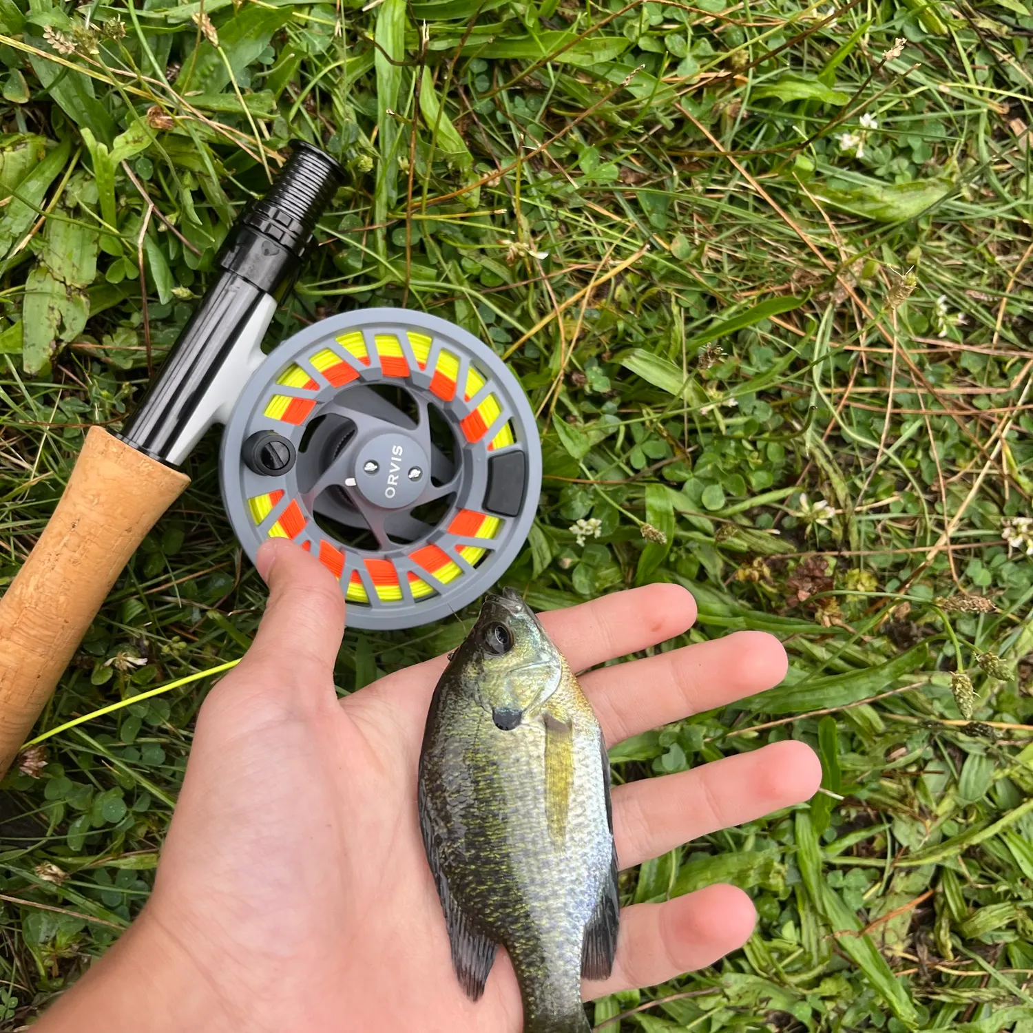 Bluegill caught on Fishbrain