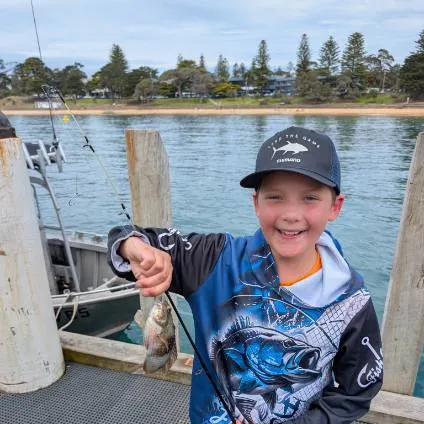 The most recent Blue-throated wrasse catches on Fishbrain