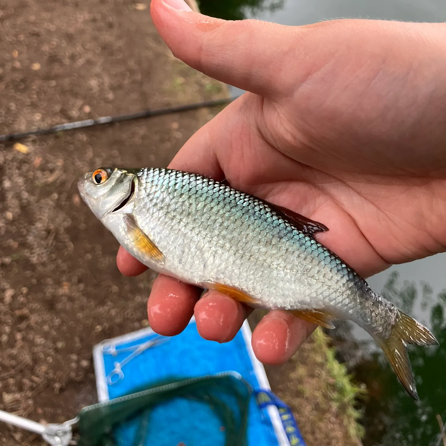 Common roach caught on Fishbrain