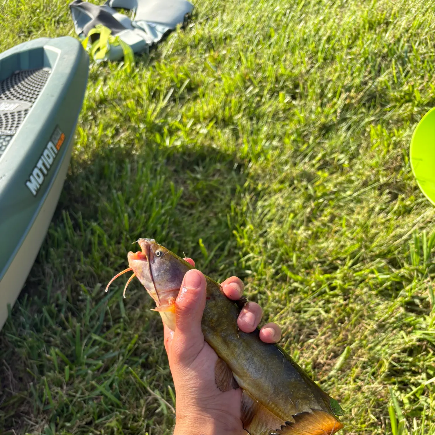 Yellow bullhead caught on Fishbrain