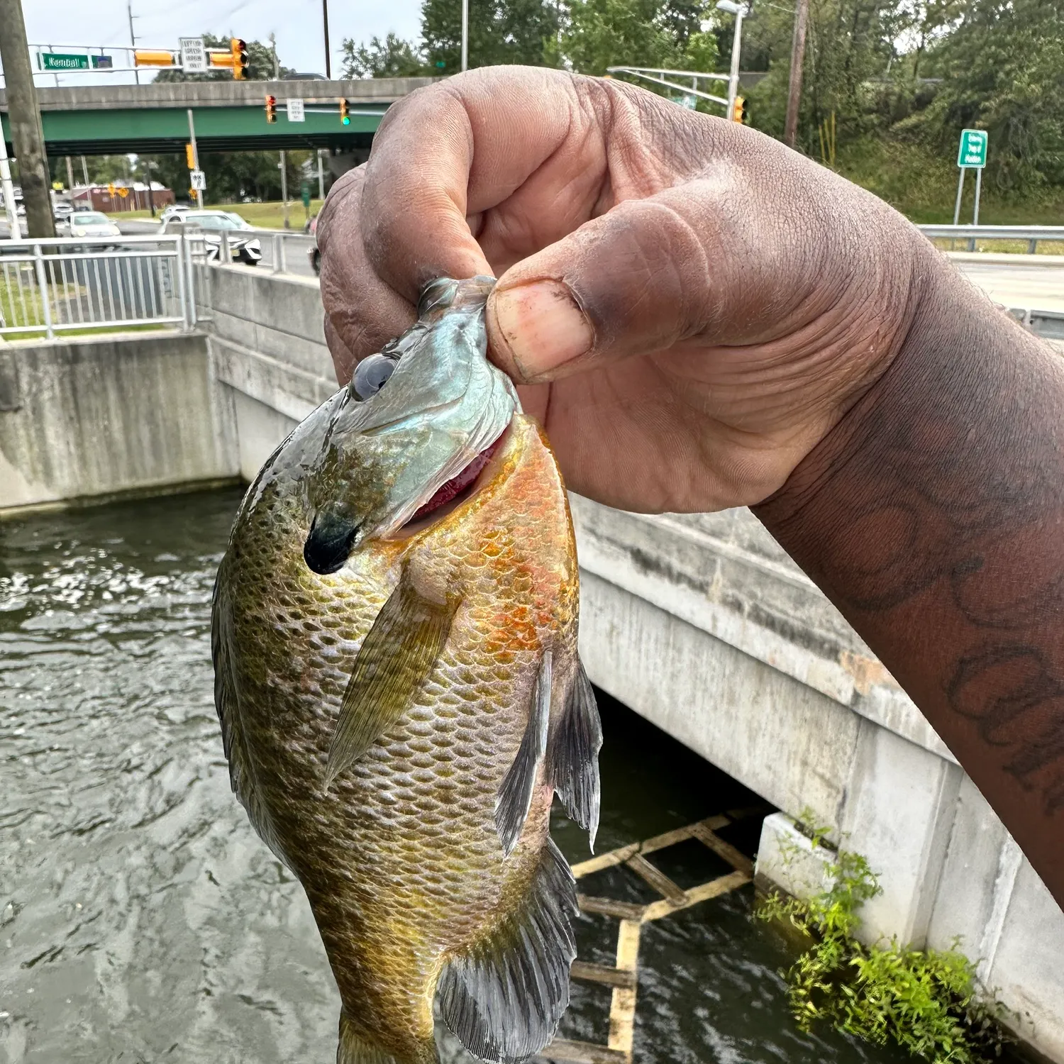 Bluegill caught on Fishbrain