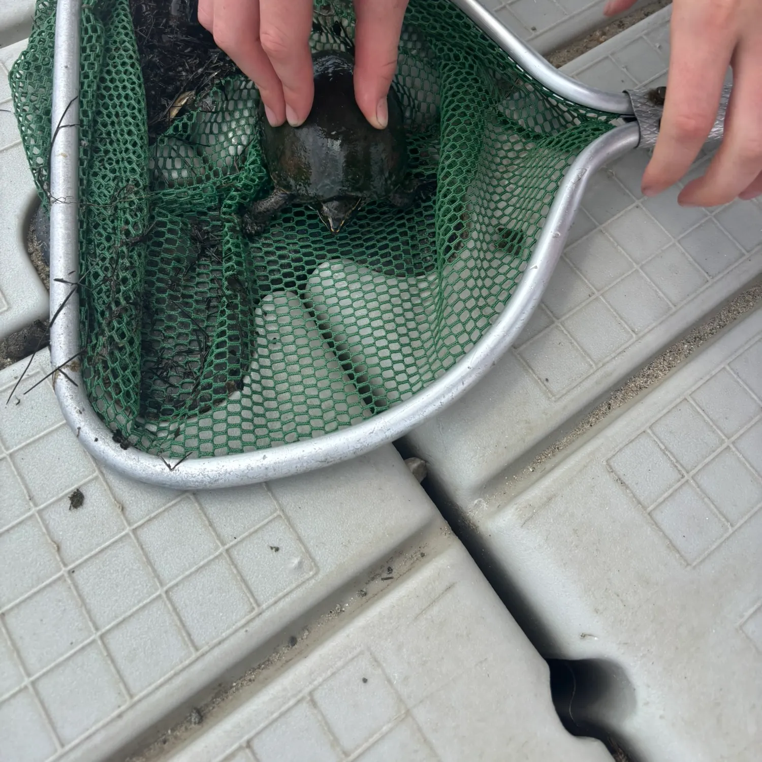 Eastern mud turtle caught on Fishbrain