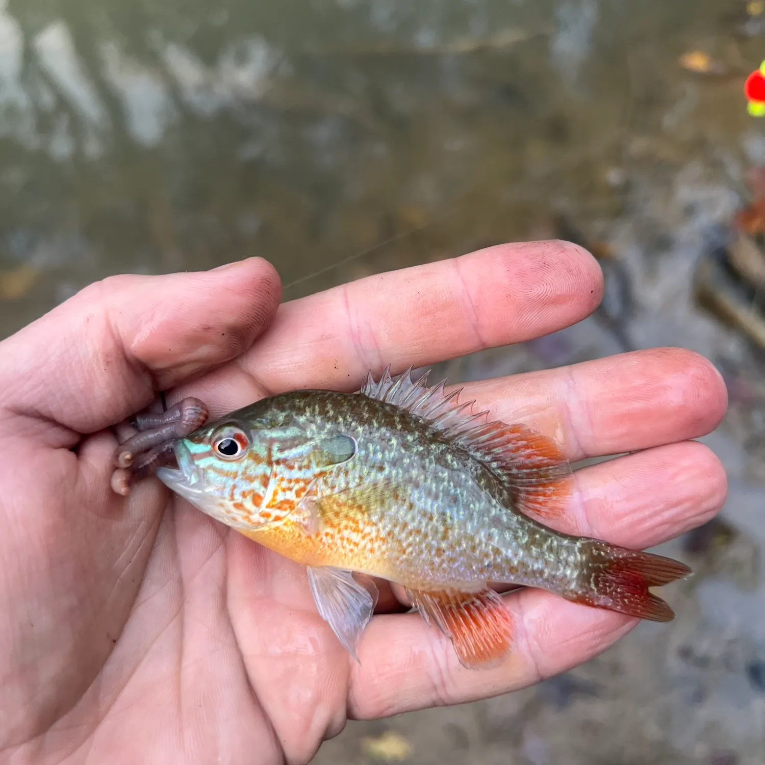 Longear sunfish caught on Fishbrain