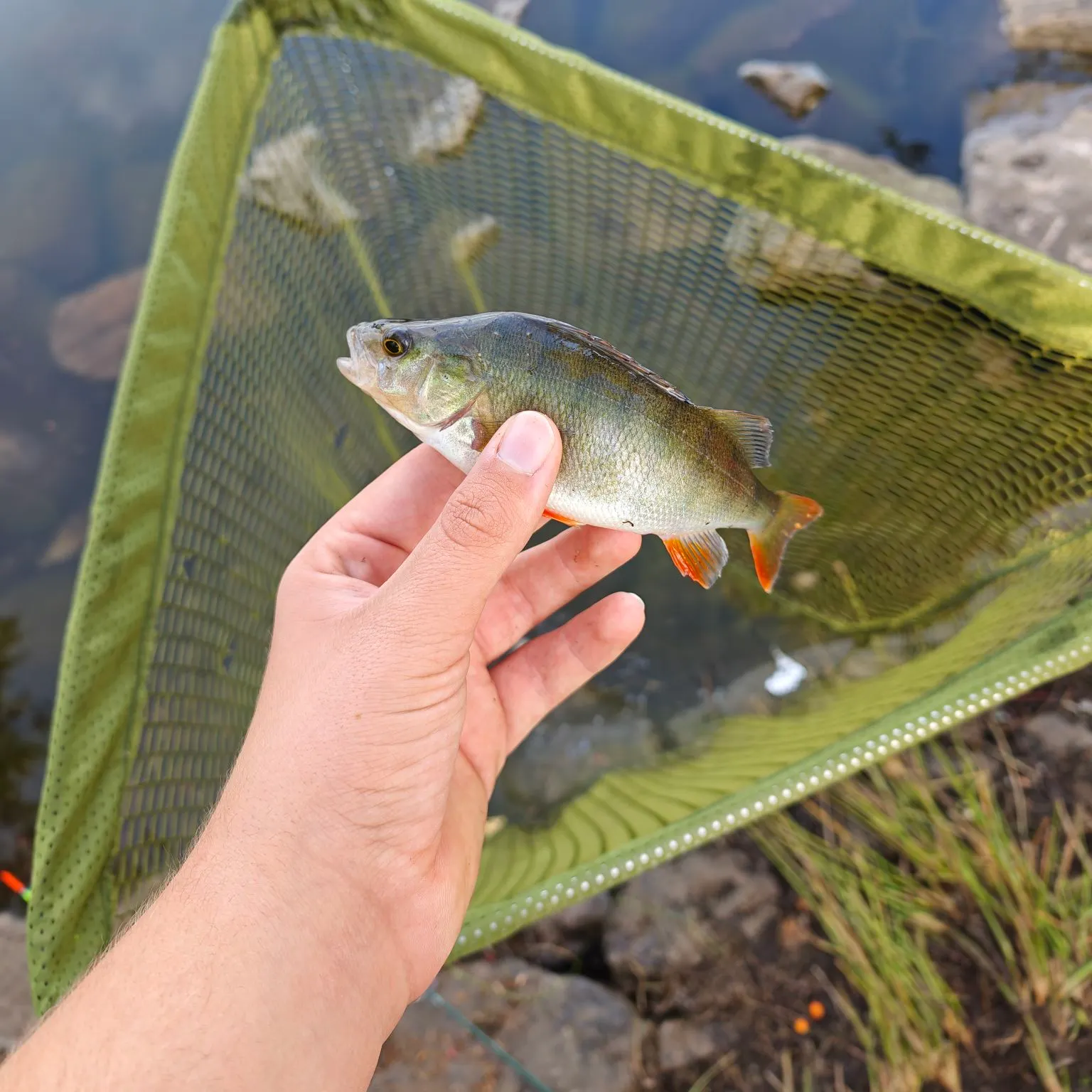 European perch caught on Fishbrain