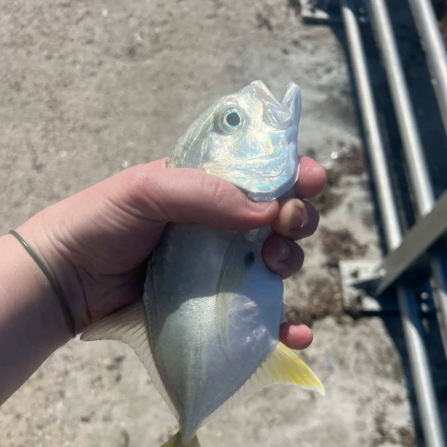 The most recent Yellow jack catches on Fishbrain