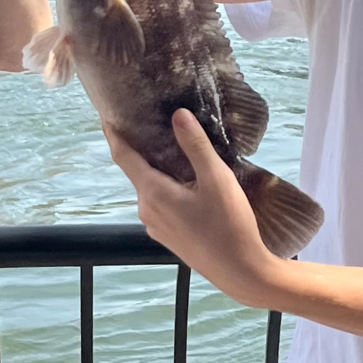 Tautog caught on Fishbrain