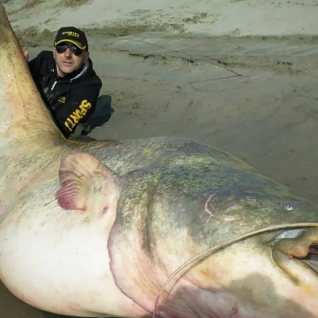 Wels catfish caught on Fishbrain