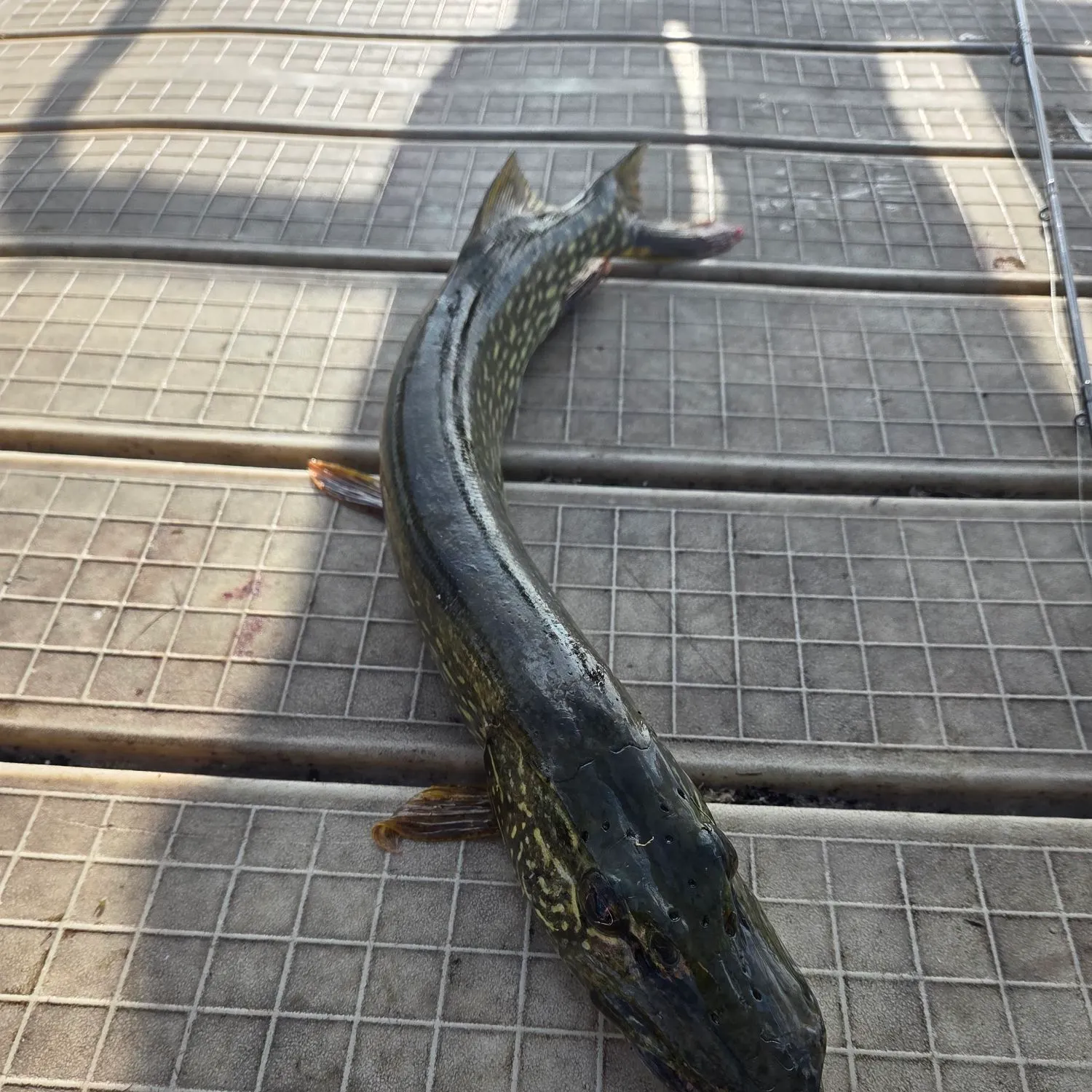 Northern pike caught on Fishbrain