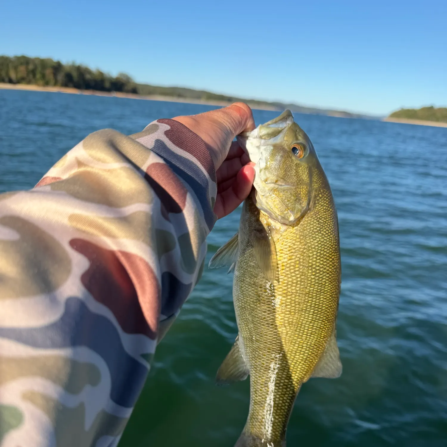 Smallmouth bass caught on Fishbrain