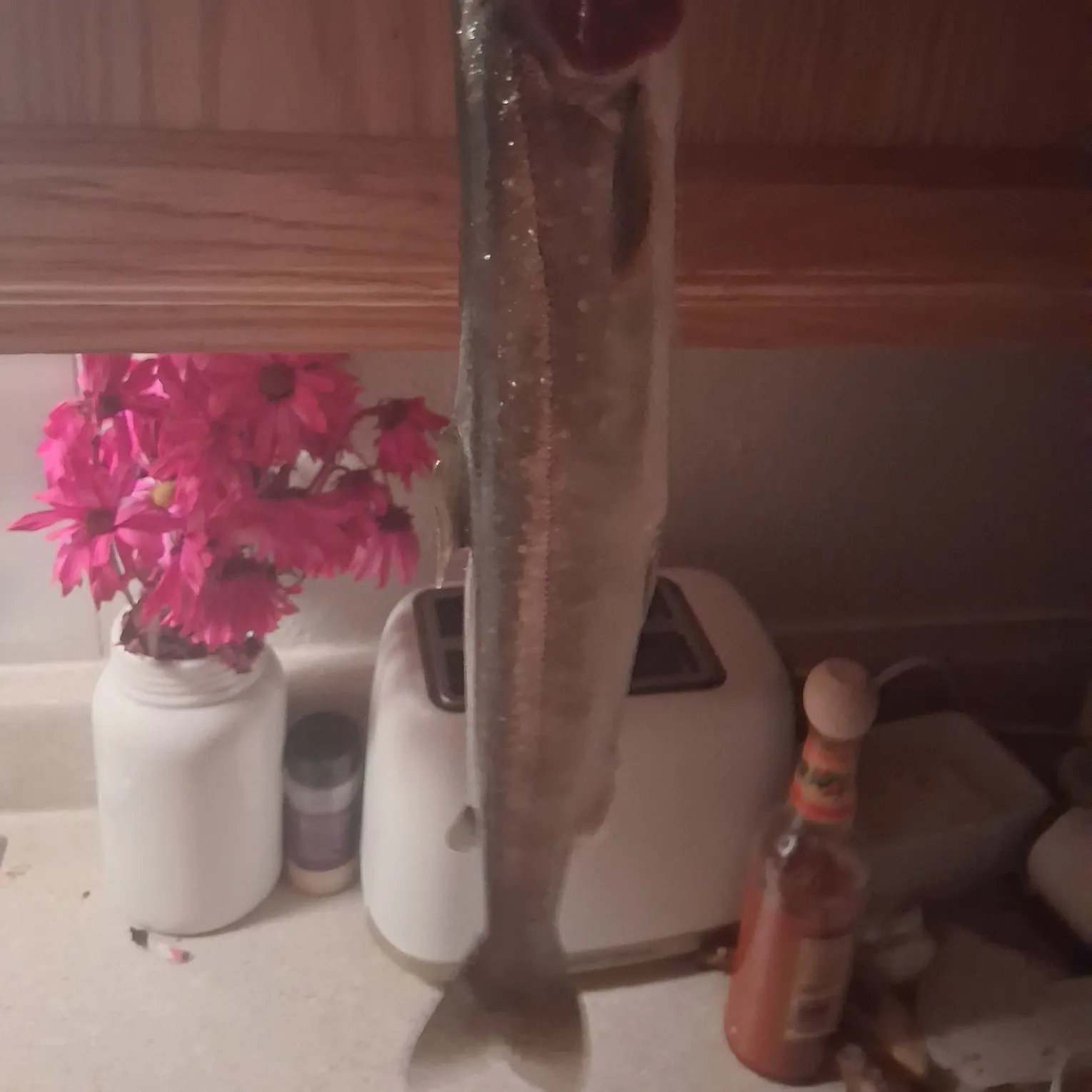 Arctic char caught on Fishbrain