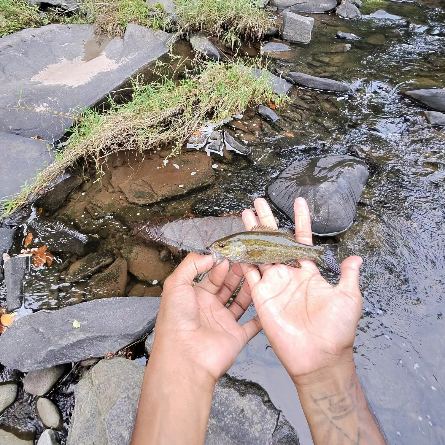 Smallmouth bass caught on Fishbrain
