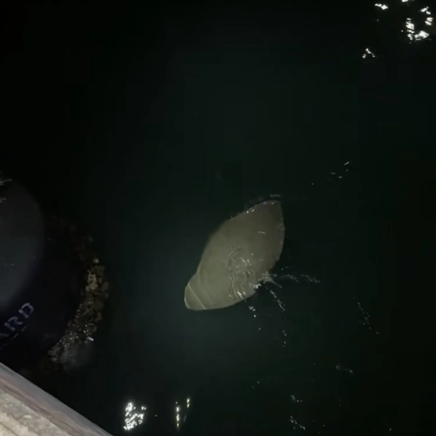 The most recent California butterfly ray catches on Fishbrain