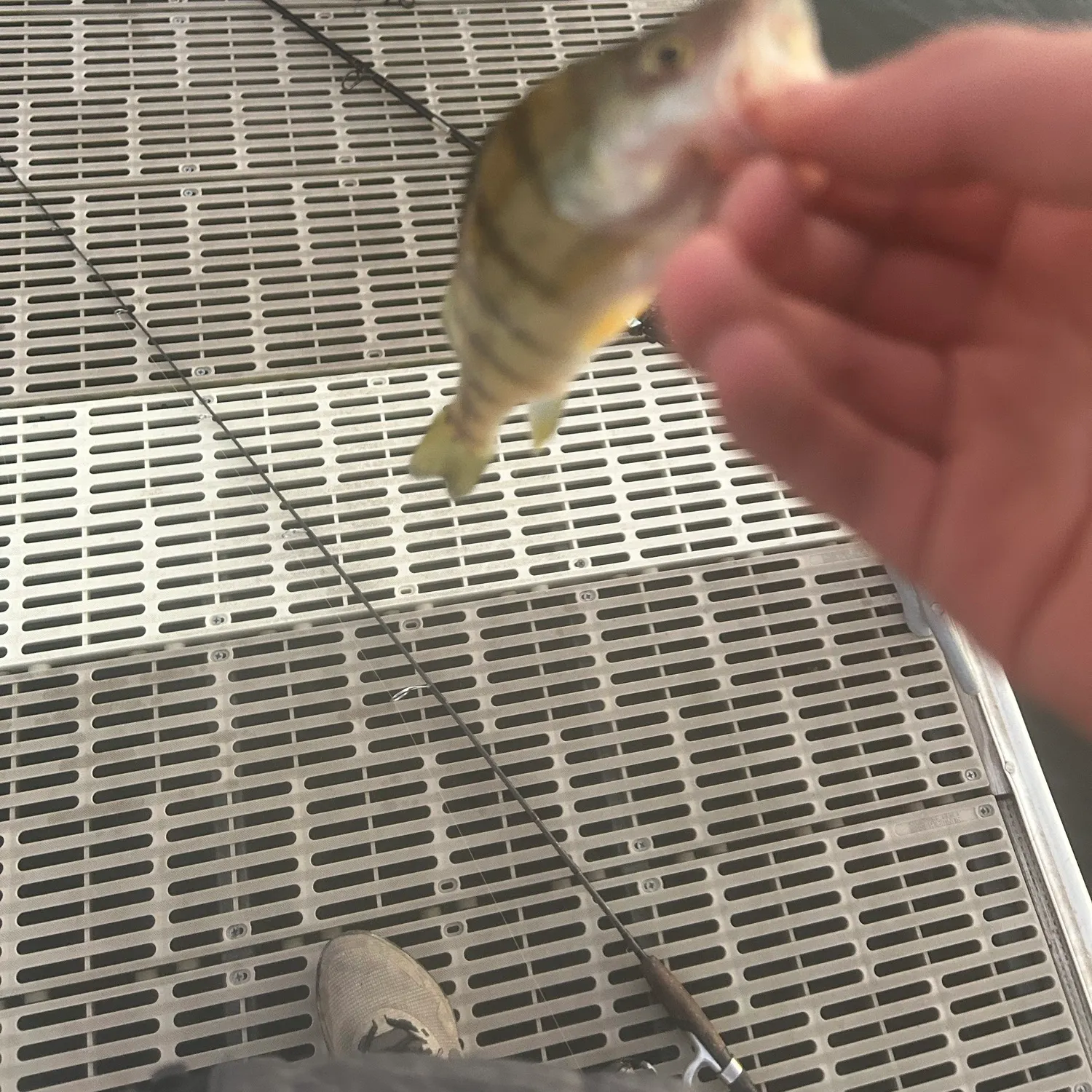 Yellow perch caught on Fishbrain