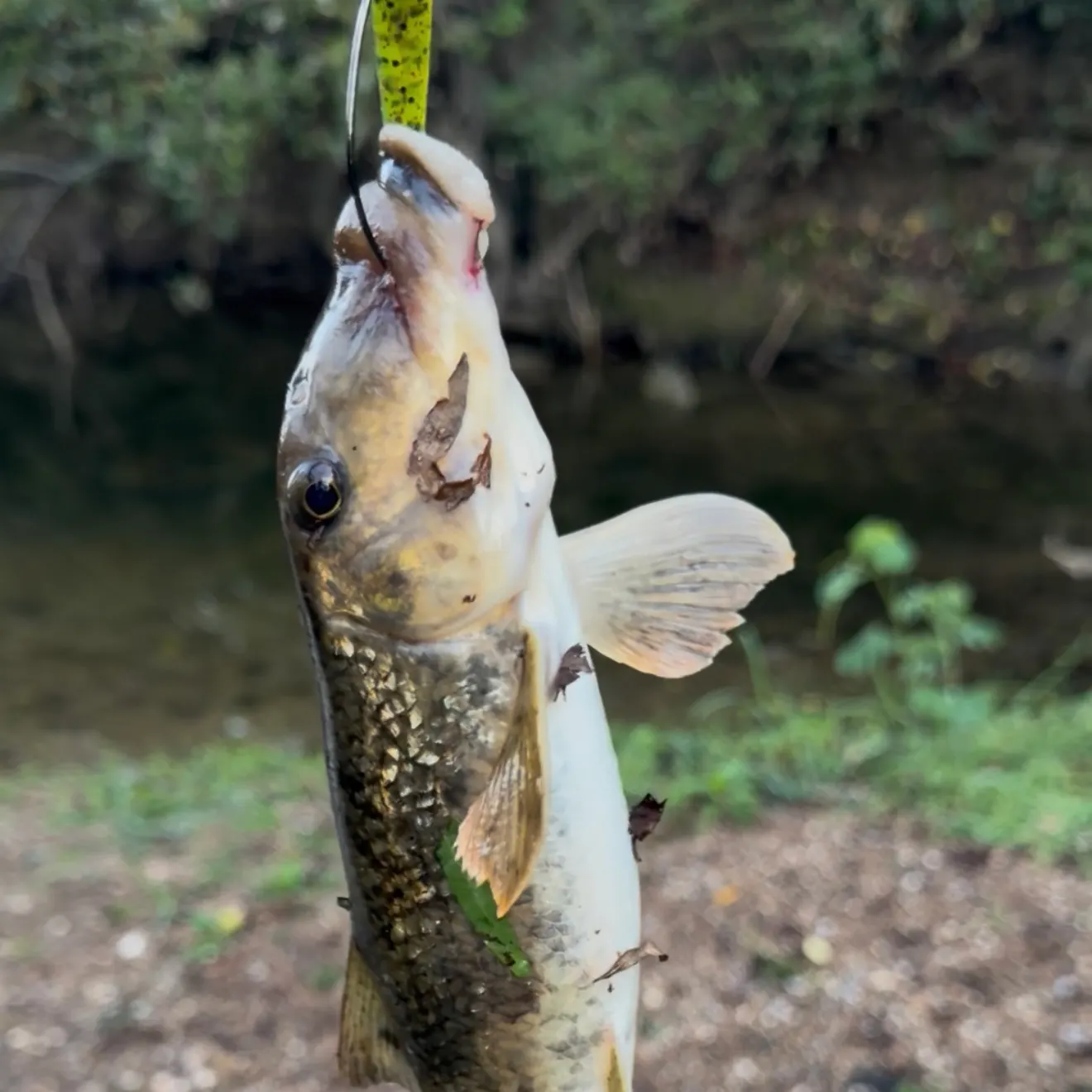 Northern hogsucker caught on Fishbrain