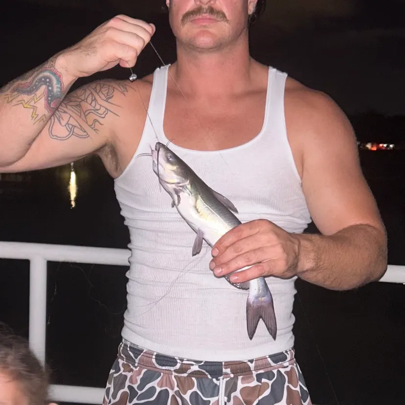 Channel catfish caught on Fishbrain