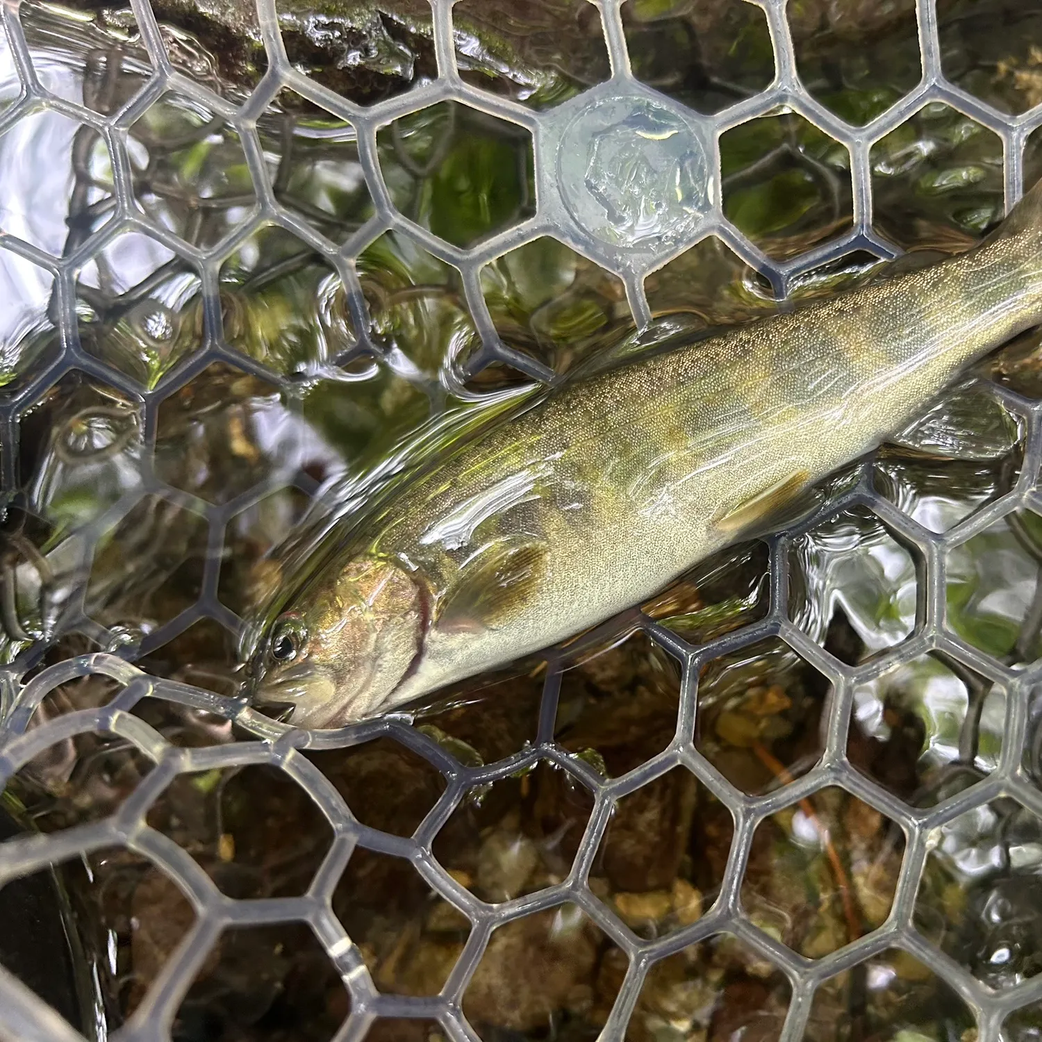 The most recent Japanese pluvius char catches on Fishbrain
