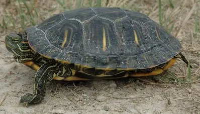 Pond slider turtle
