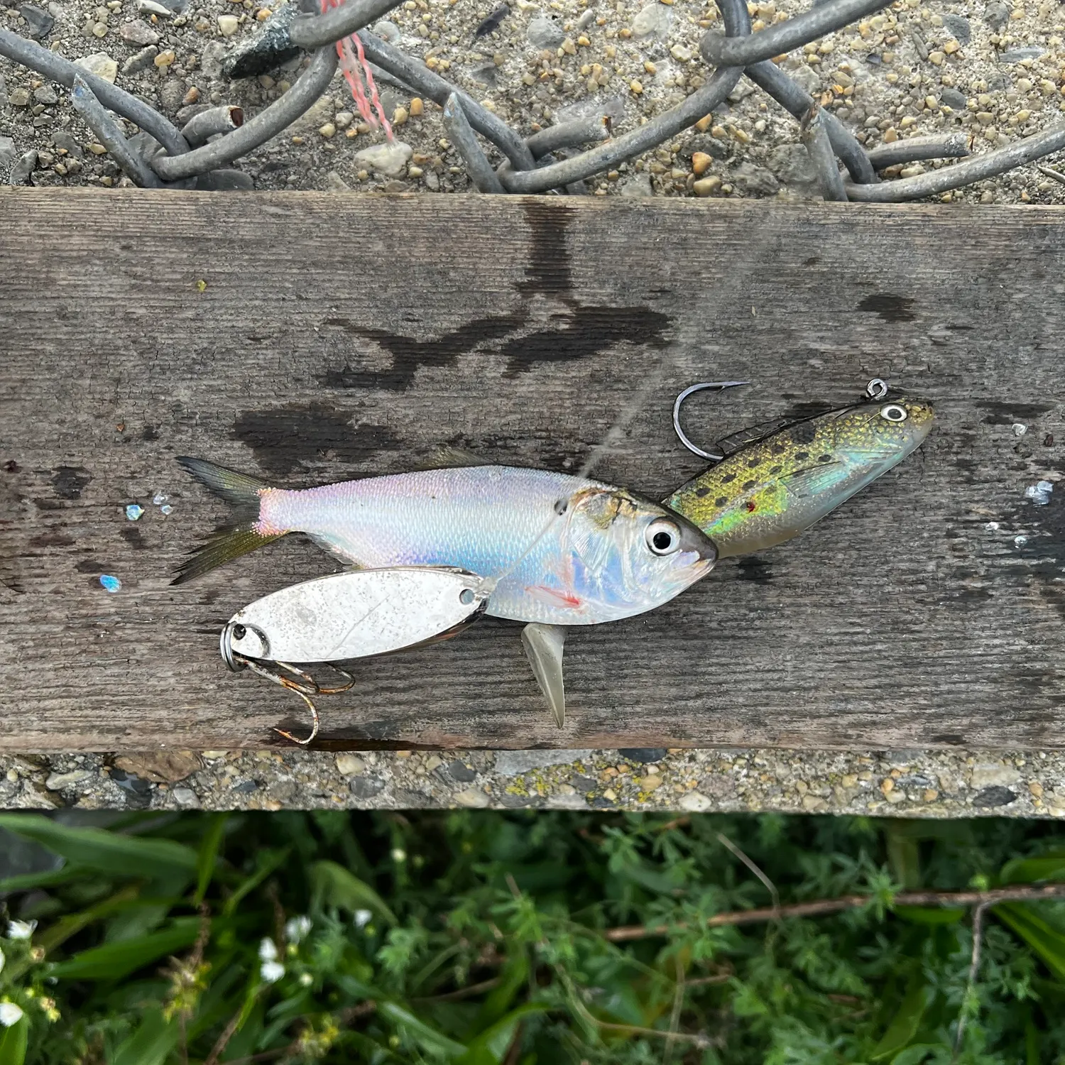 The most recent Atlantic menhaden catches on Fishbrain