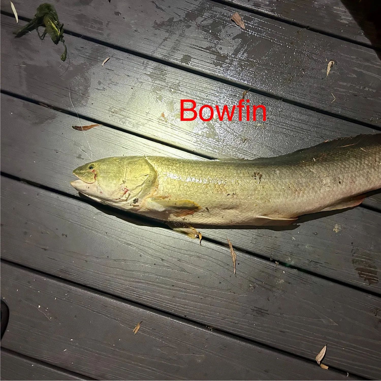 recently logged catches