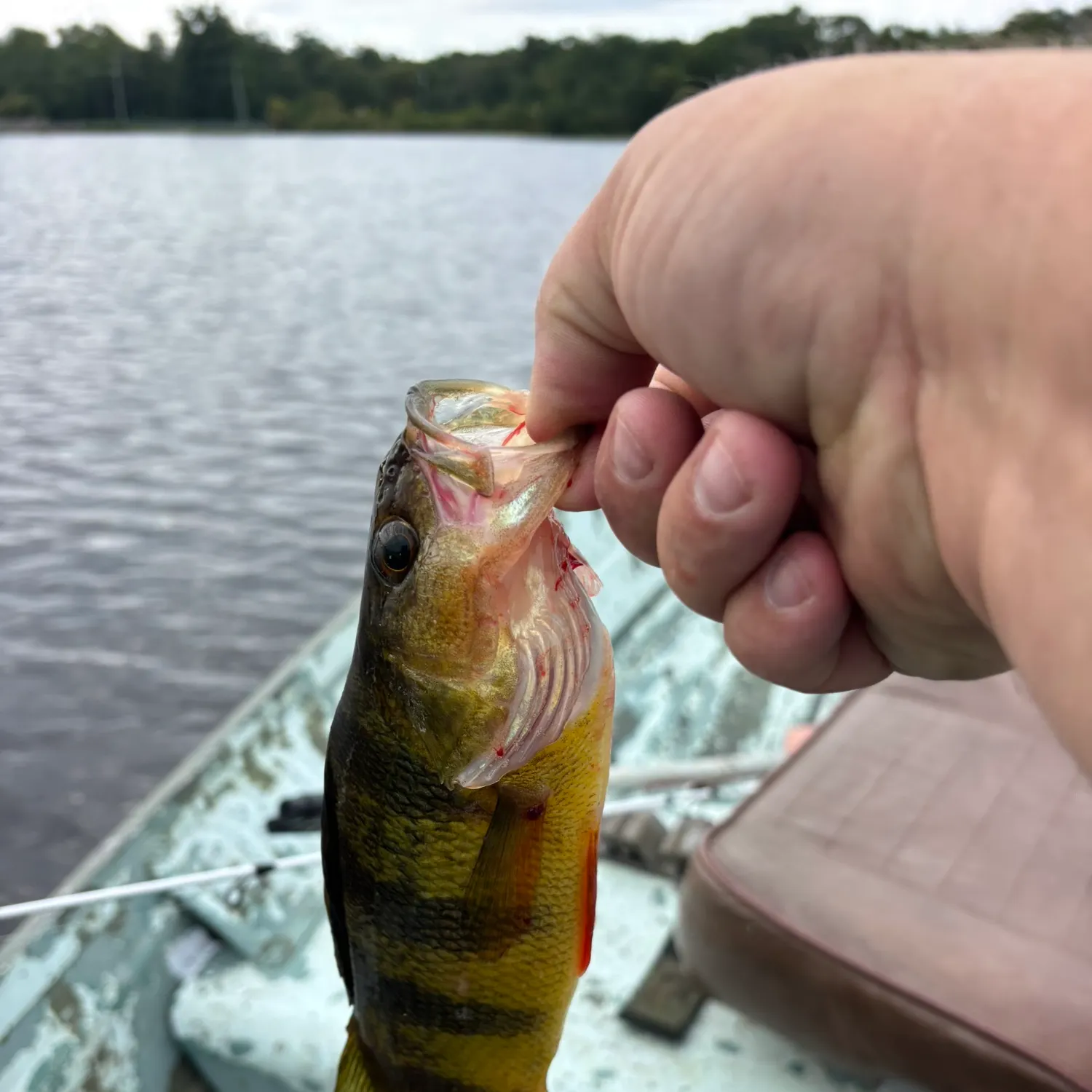 Yellow perch caught on Fishbrain
