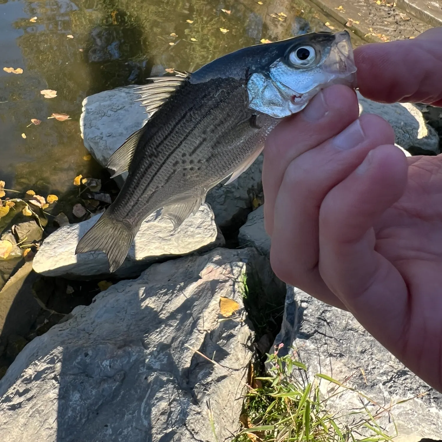 White bass caught on Fishbrain