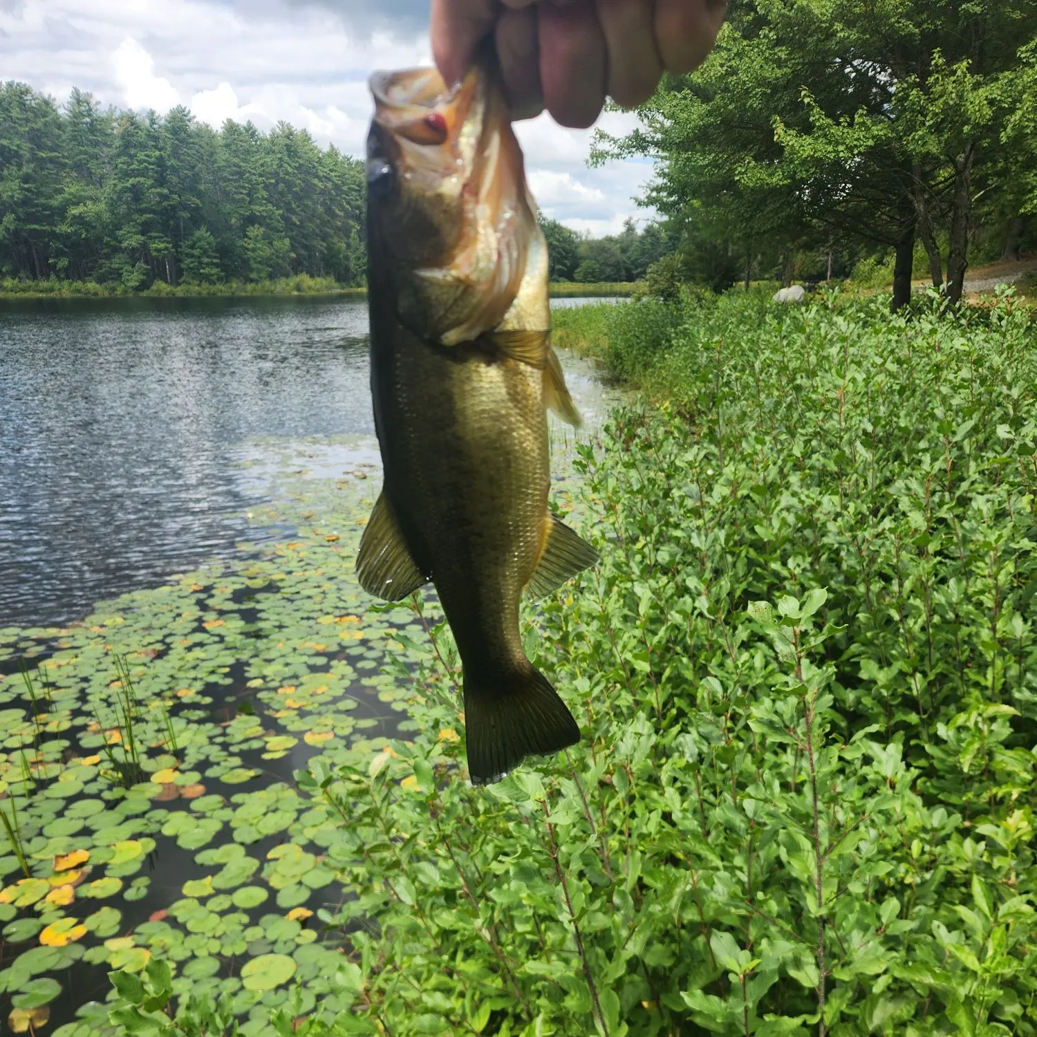 Largemouth bass caught on Fishbrain