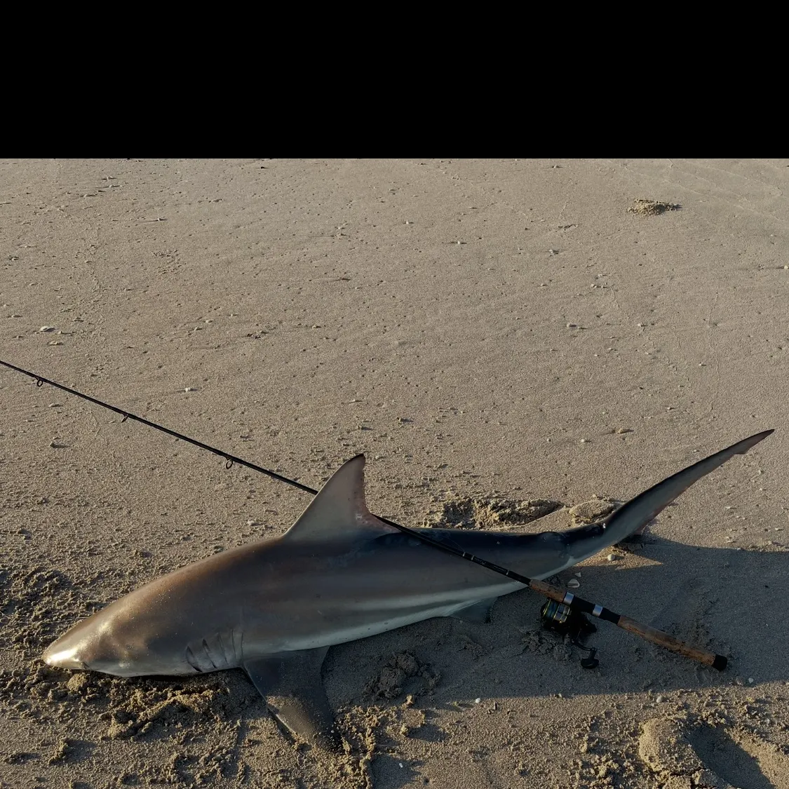 The most recent Blacktip shark catches on Fishbrain