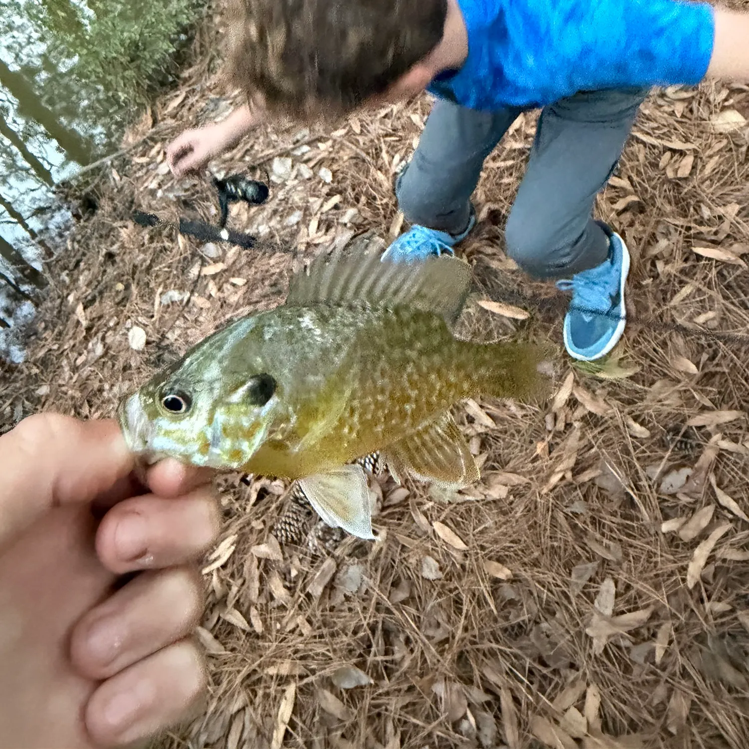 The most recent Wargill hybrid catches on Fishbrain