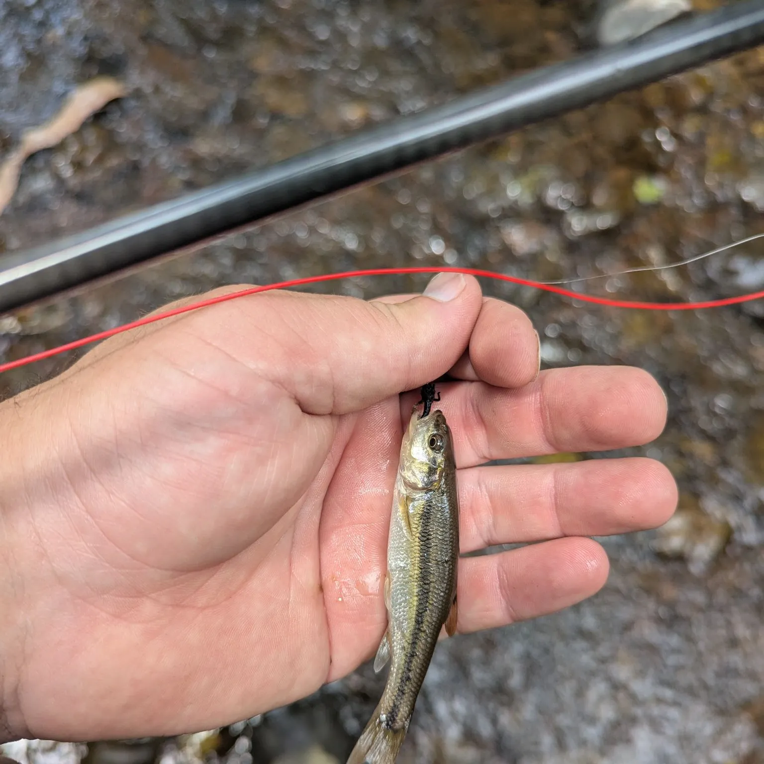 The most recent Dark chub catches on Fishbrain