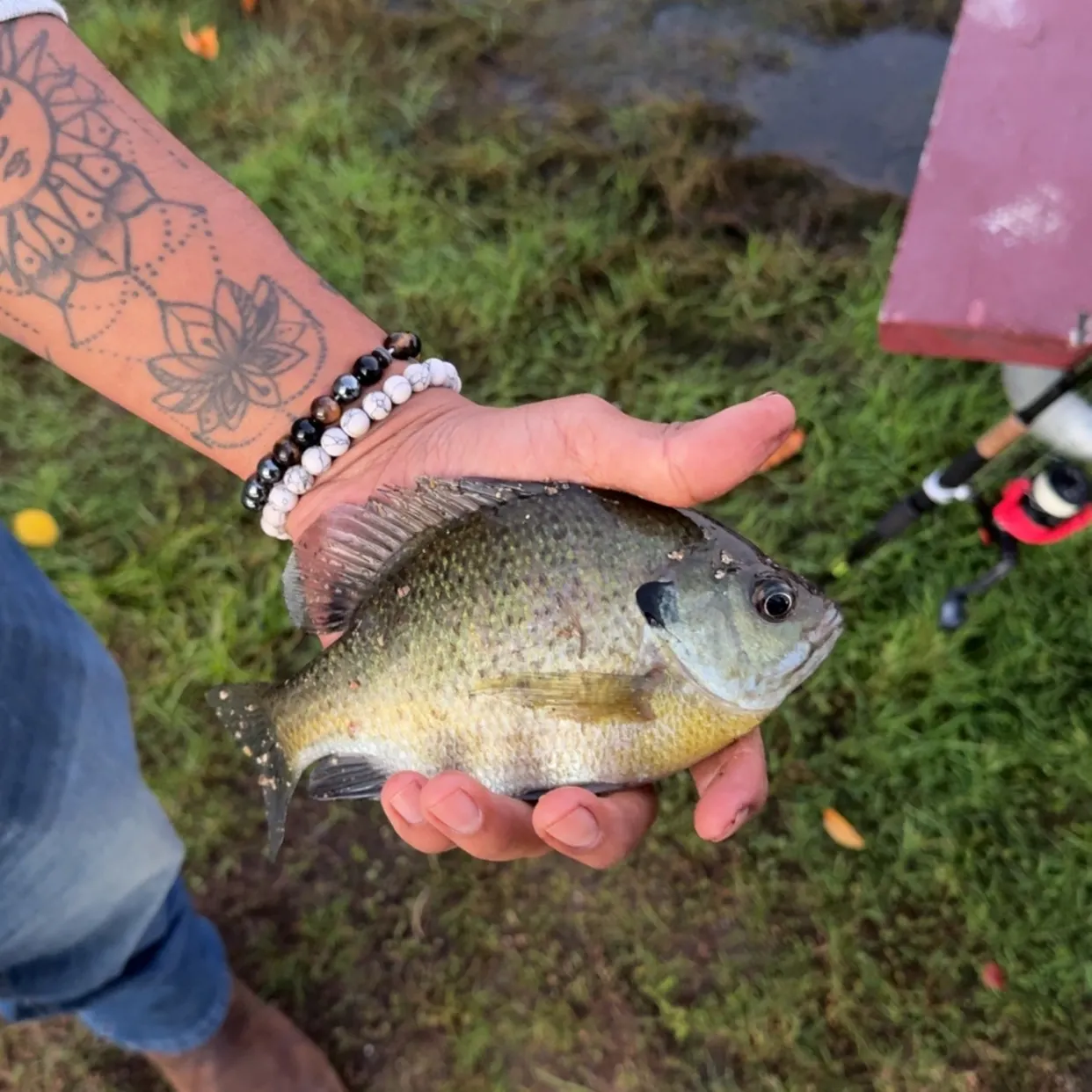 Bluegill caught on Fishbrain
