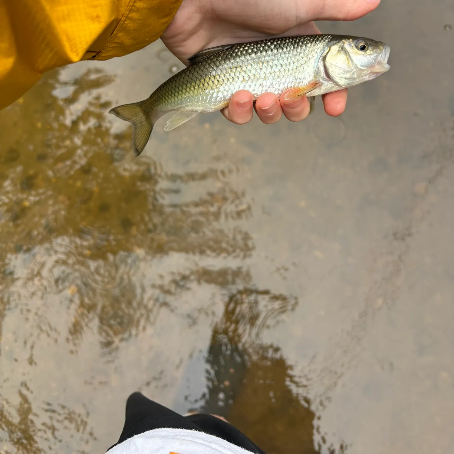 Fallfish caught on Fishbrain