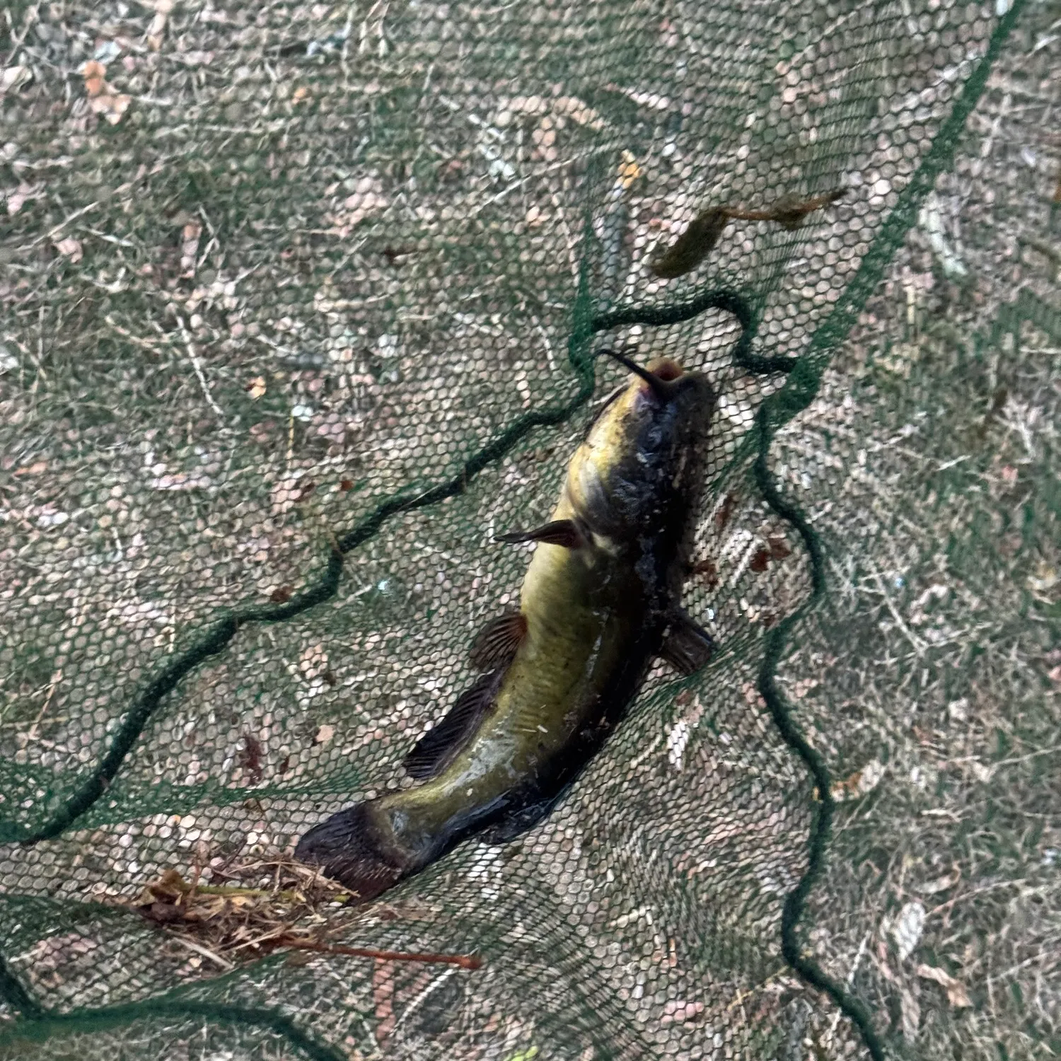 Black bullhead caught on Fishbrain