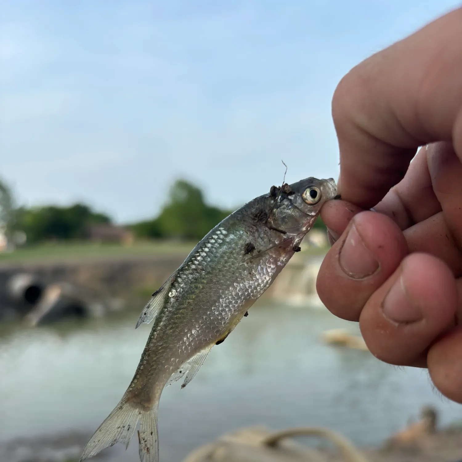 most liked catch image