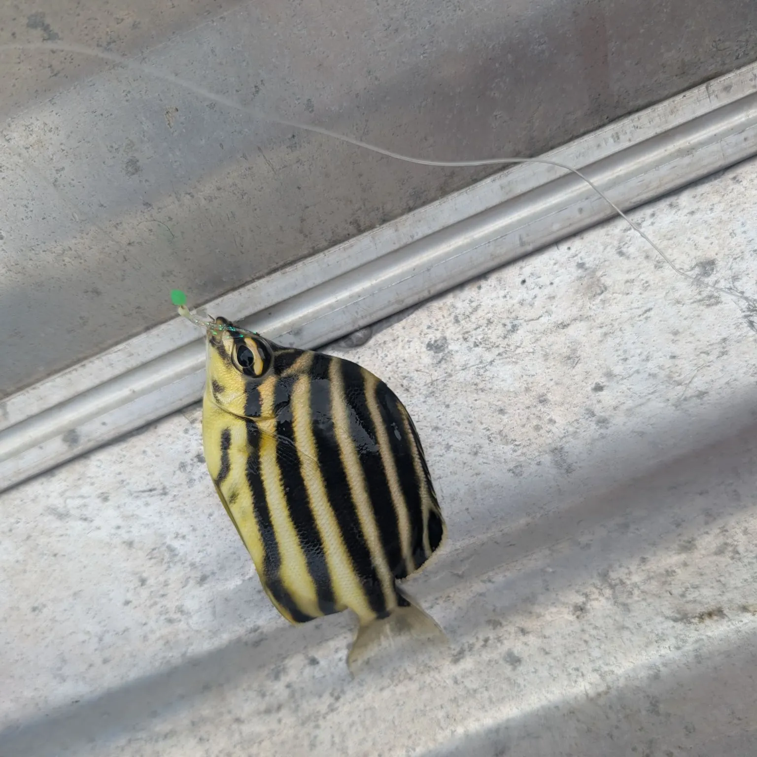 The most recent Stripey catches on Fishbrain