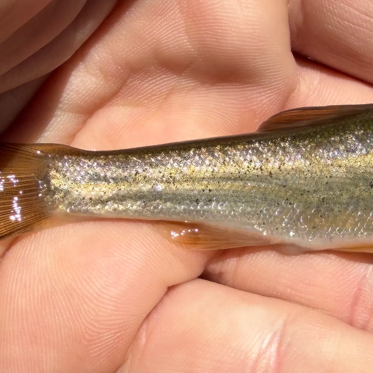 The most recent Northern leatherside chub catches on Fishbrain