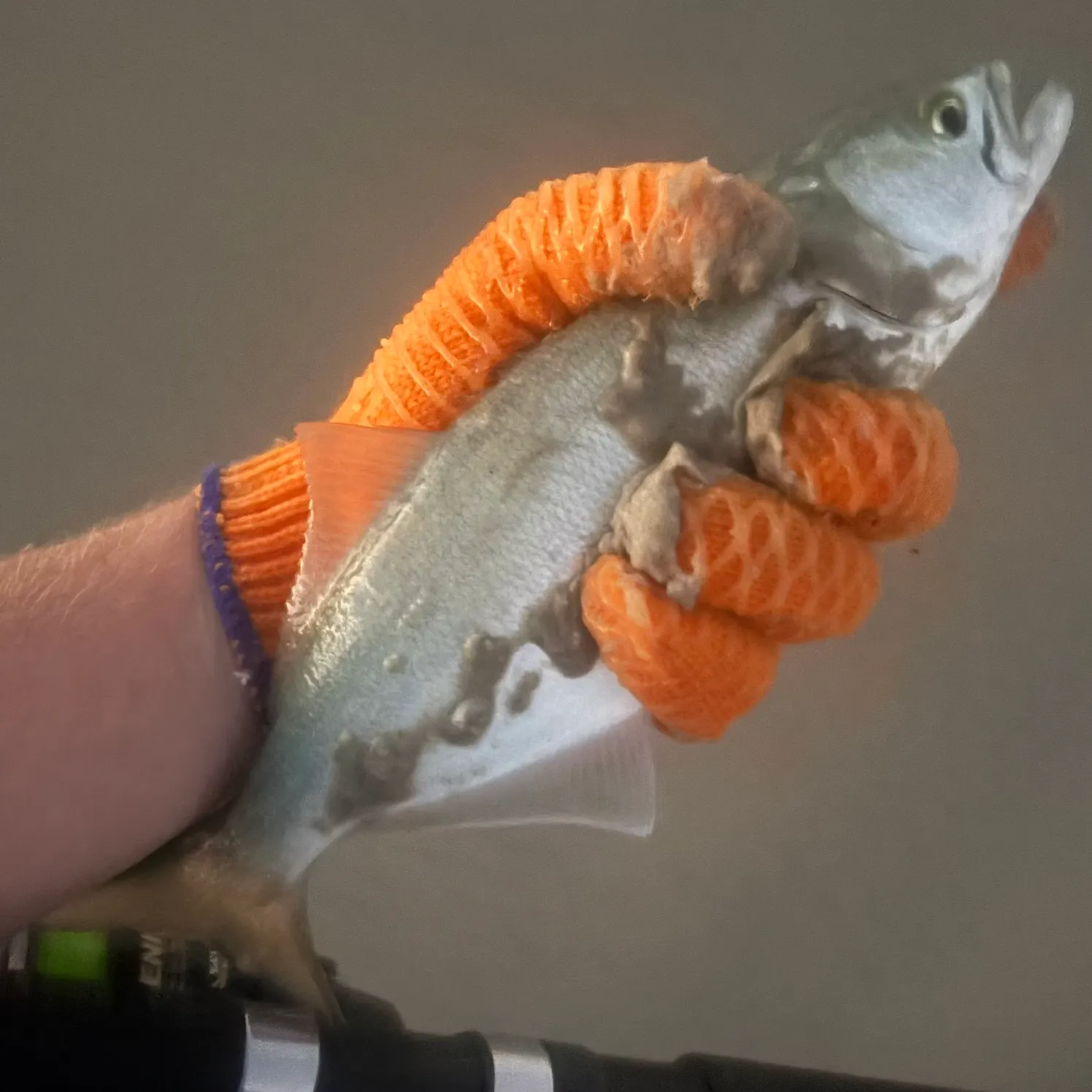 Bluefish caught on Fishbrain