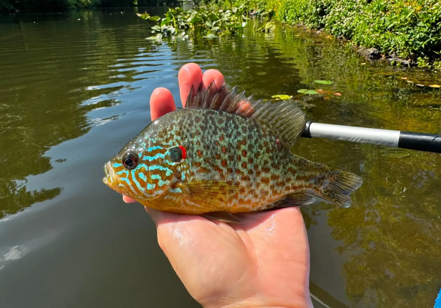 Longear sunfish