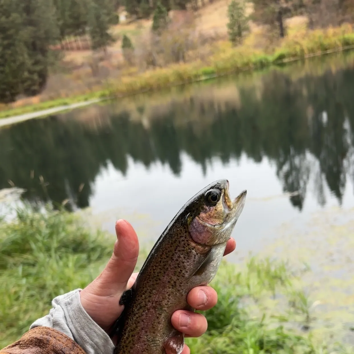 Rainbow trout caught on Fishbrain