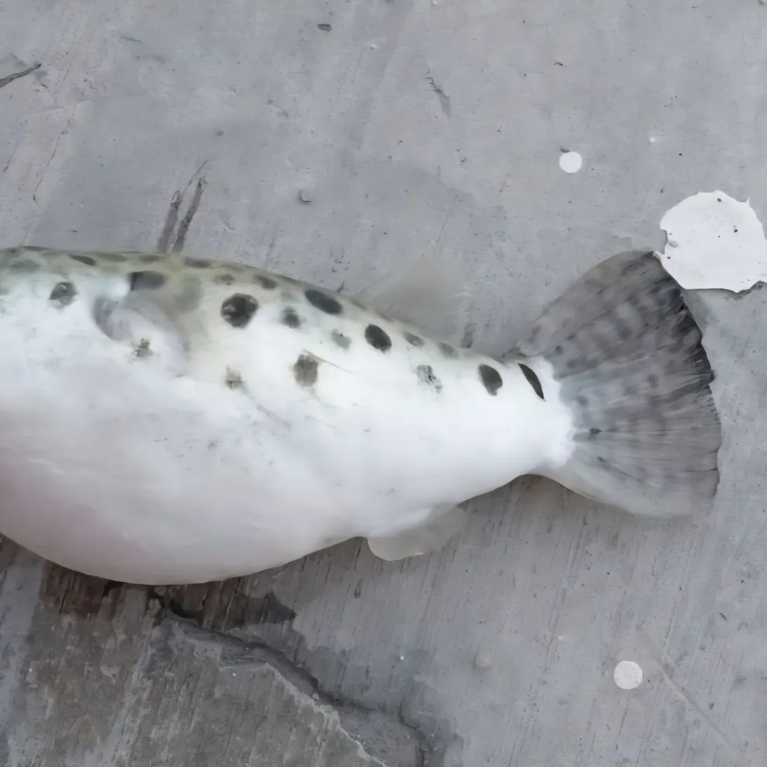 The most recent Panther puffer catches on Fishbrain
