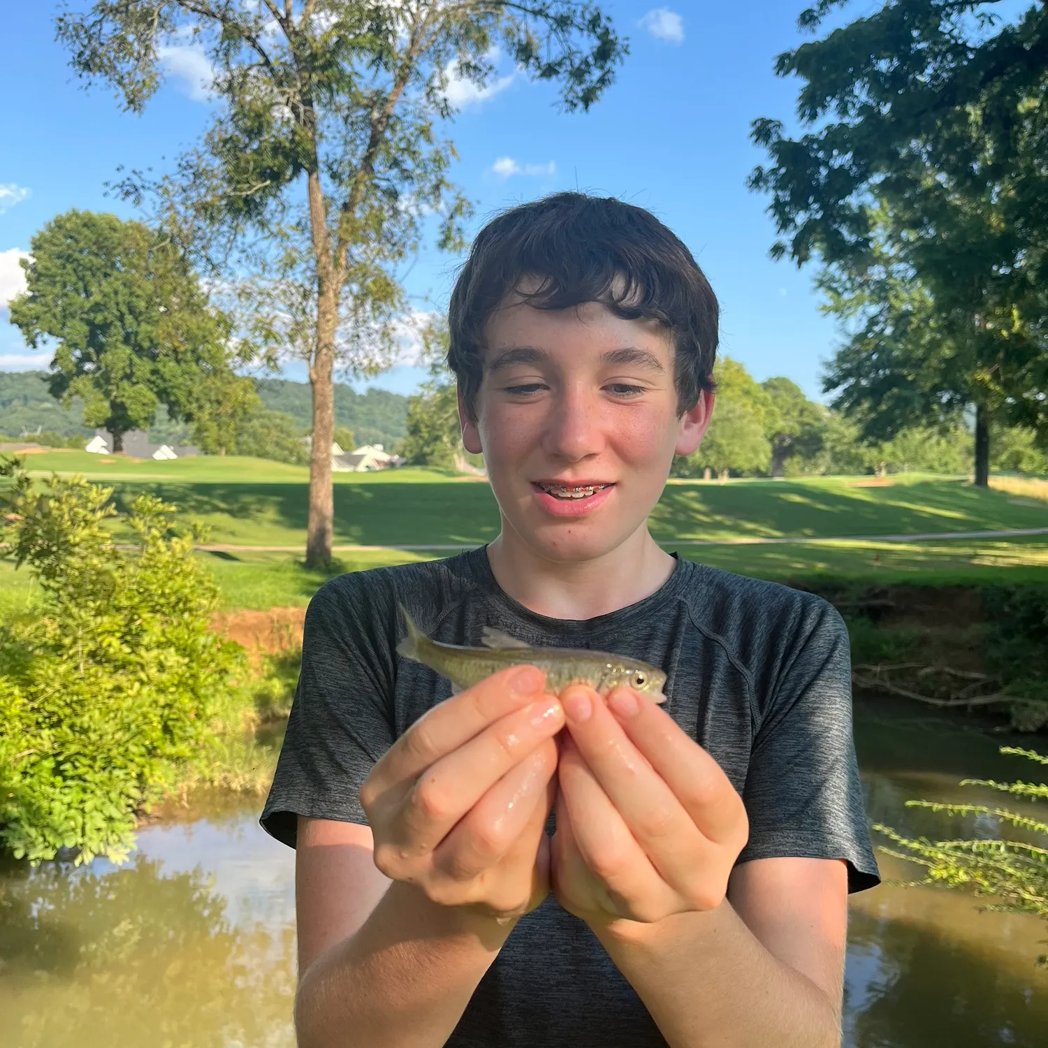 Striped shiner caught on Fishbrain