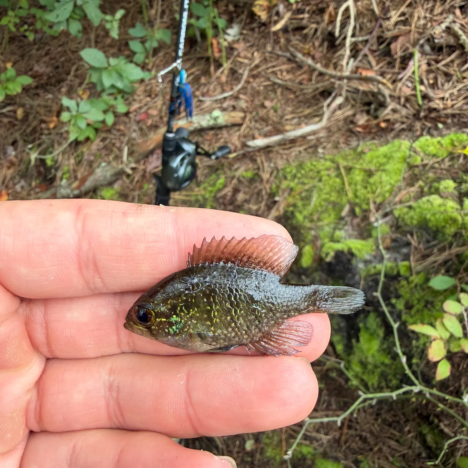 The most recent Banded sunfish catches on Fishbrain