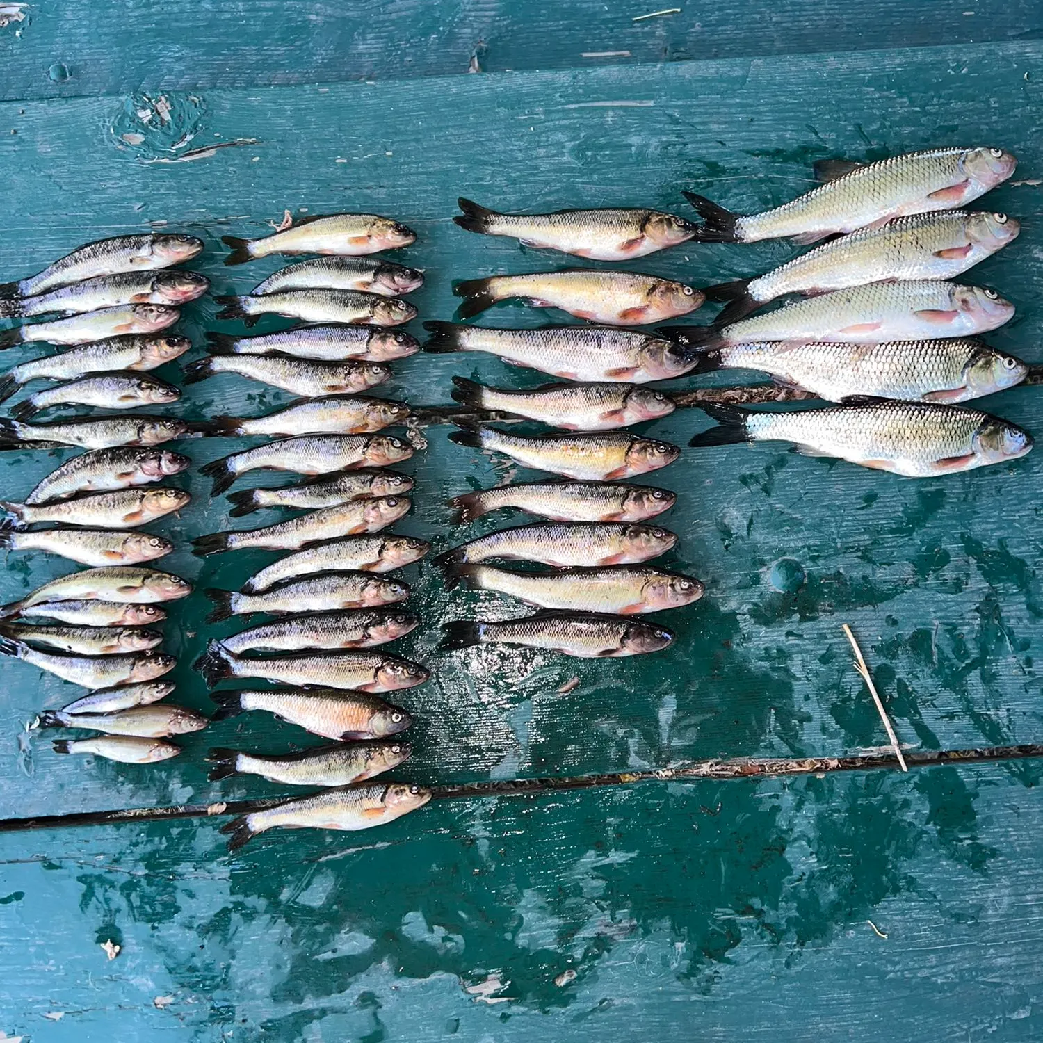 recently logged catches