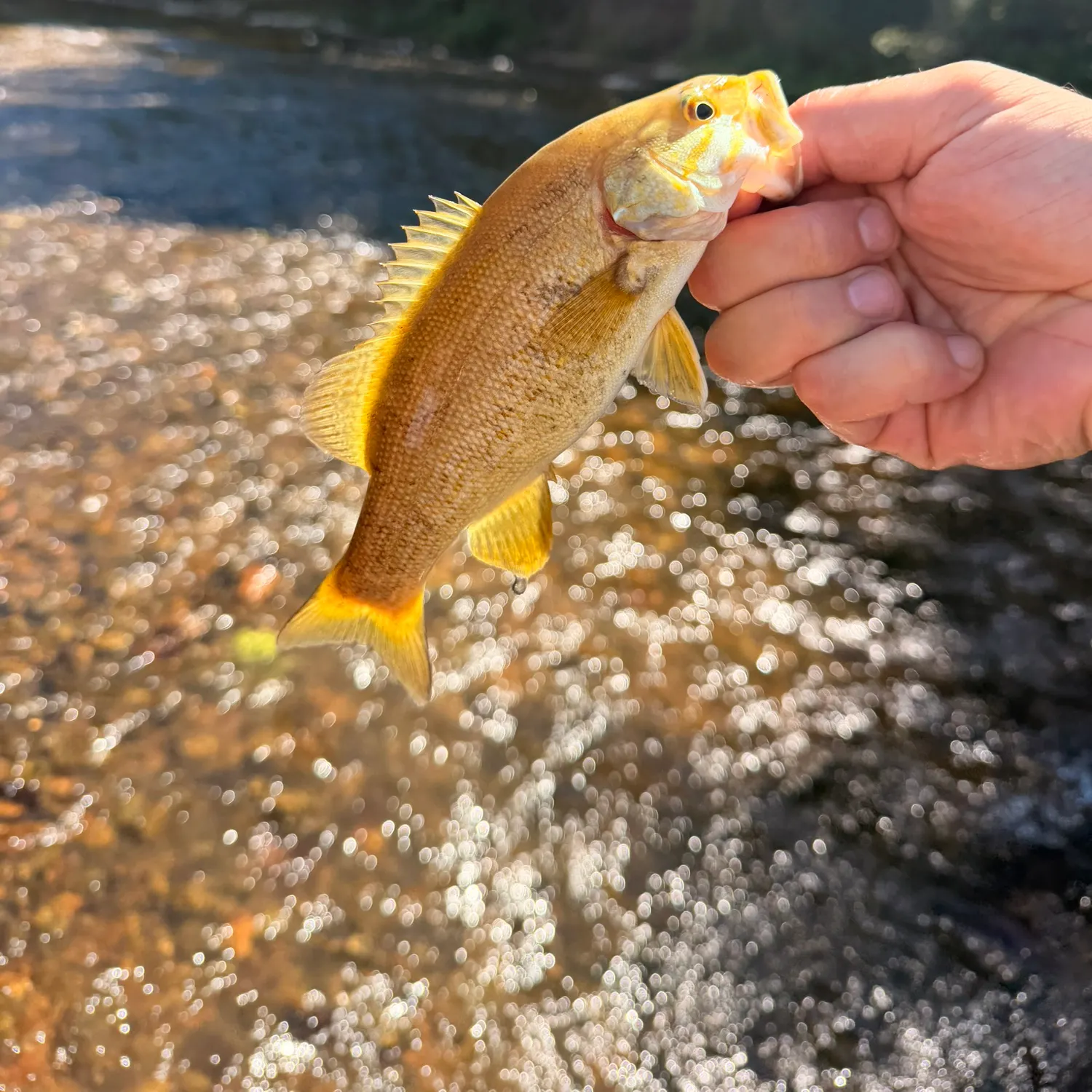 Smallmouth bass caught on Fishbrain