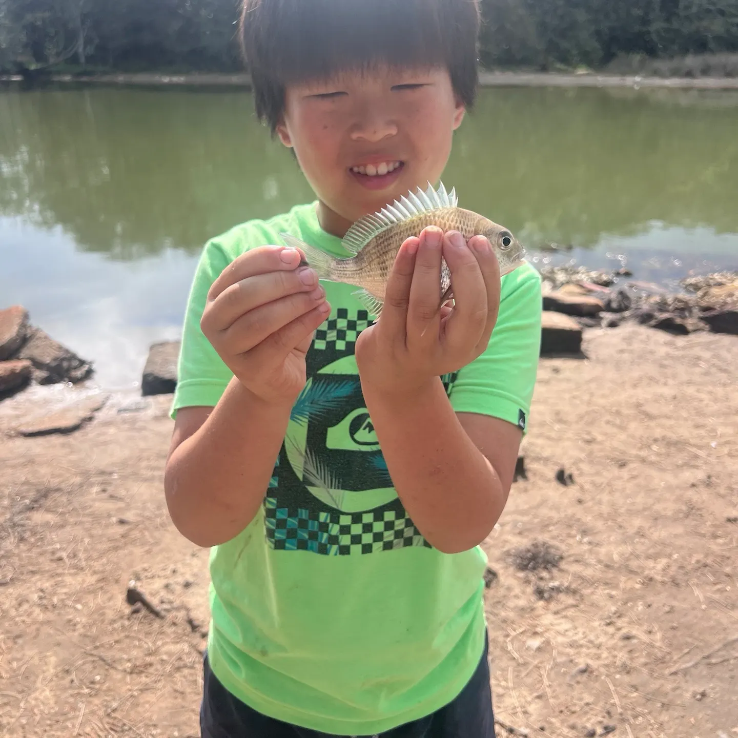 Surf bream caught on Fishbrain